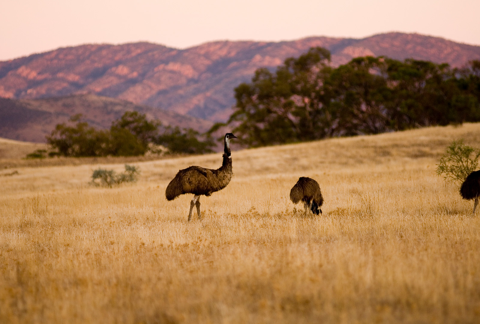 Increasing Native Habitat