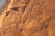 Small Nilpena-Ediacara-National-Park-South-Australian-Museum